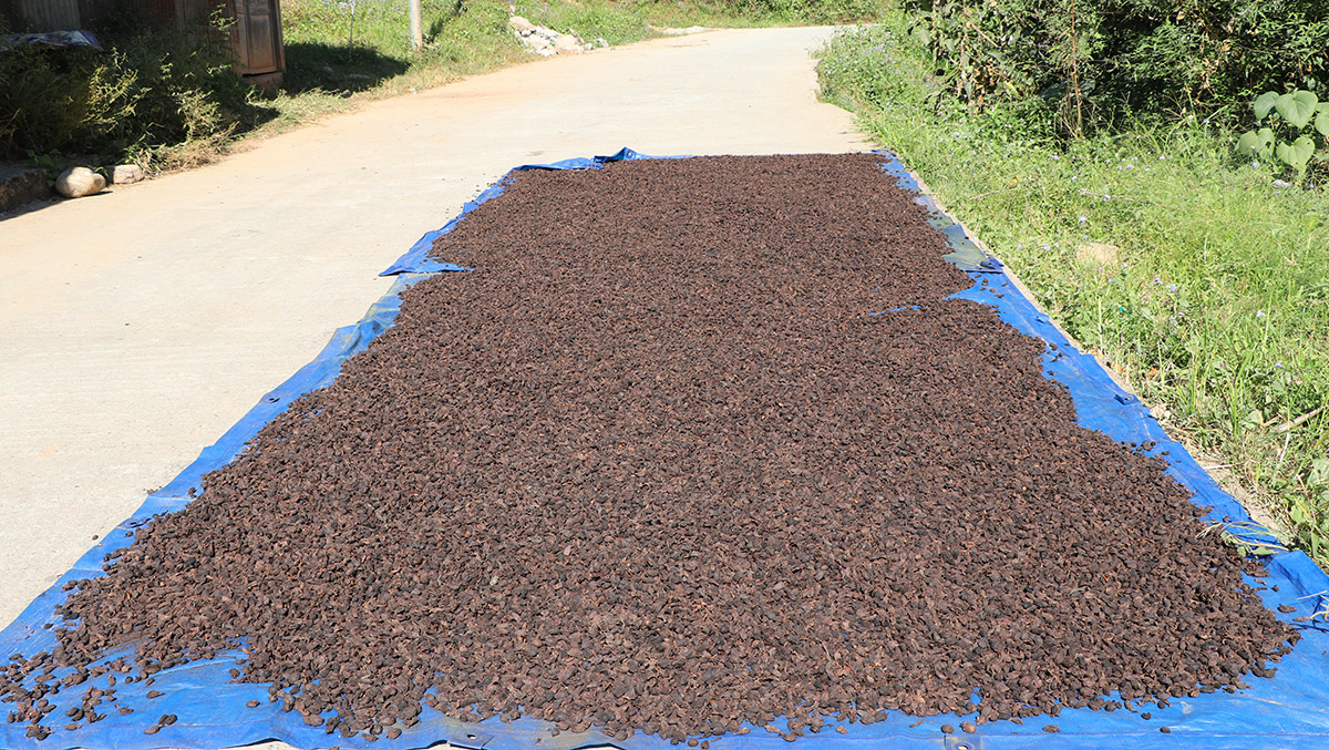 बढ्यो अलैंचीको मूल्य