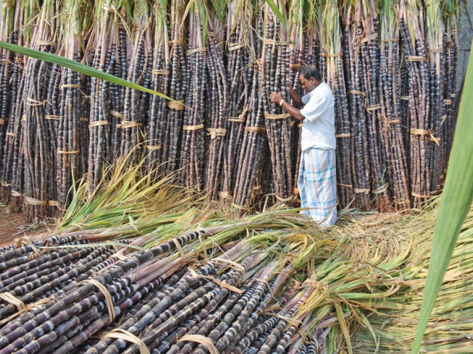 उखुको मूल्य बढाउन किसानको माग