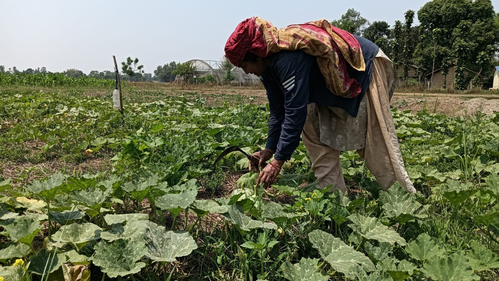 तरकारीखेतीबाटै टोलकै महिला आत्मनिर्भर