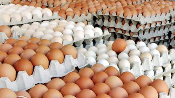 अण्डाको मूल्यमा वृद्धि