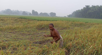 बाढीले इनरुवा, धरान र दुहबीमा १५ करोडको क्षति