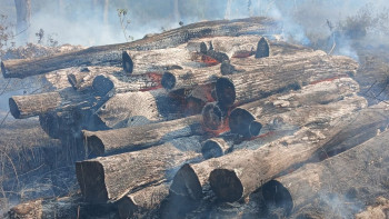 रौतहटको नमुना सामुदायिक वनमा आगलागी, १ करोड बढीको काठ नष्ट