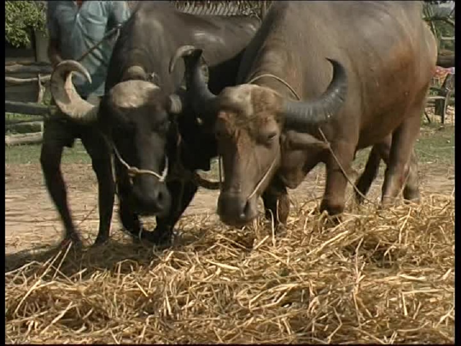 मध्यपुरमा राँगो भन्दै रोगी भैँसीको मासु बजारमा