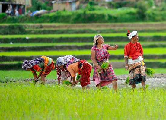 असार १५ : धान दिवस र दही चिउराको सांस्कृतिक पर्व मनाइँदै