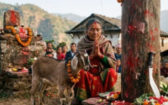 बलि प्रथा : आस्थाले जोगाएको परम्परा, विरोधले घटाएको अभ्यास