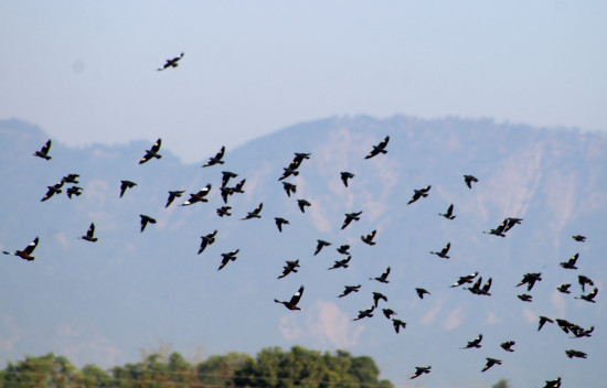 आहाराको खोजीमा मैना चरा