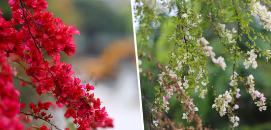 फुलले रंगीचंगी बनेको बागमतीको किनार