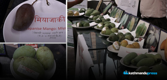 यस्ताे देखियाे आँप महोत्सव [तस्बिरहरू]