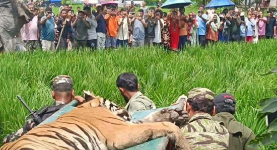 चितवनमा मानिस र गाईलाई आक्रमण गर्ने बाघ नियन्त्रणमा