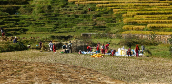 किसानलाई धान भित्र्याउने चटारो [फोटोफिचर]