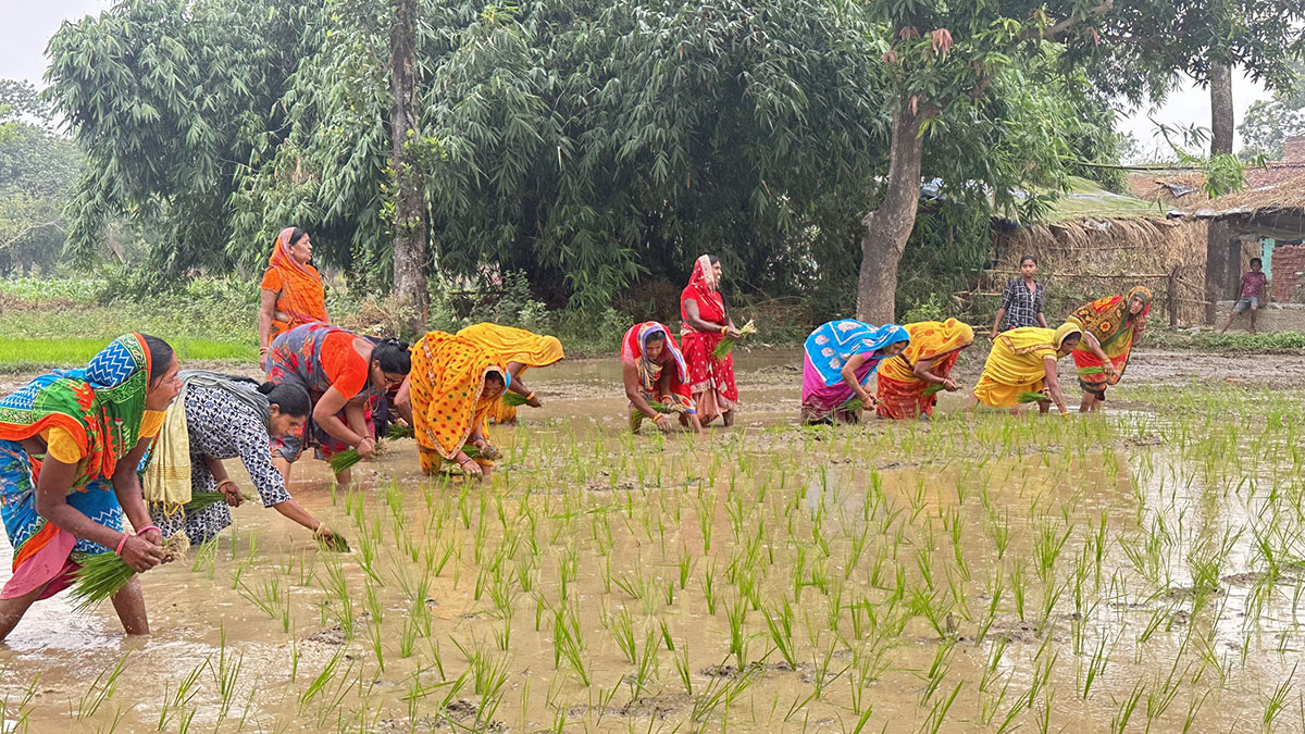 मोरङमा २० प्रतिशत रोपियो धान