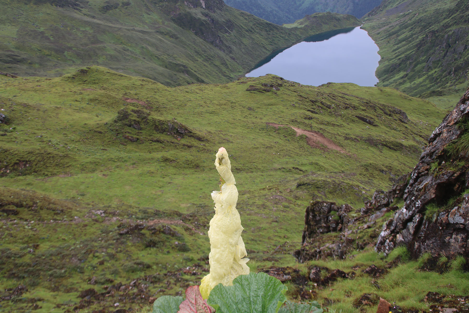 लाम पोखरीमा केन्जो फूल सुन्दरता
