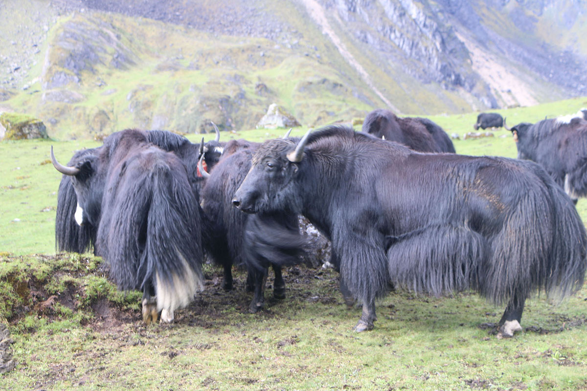 ताप्लेजुङको ताप्लेजुङको खर्कमा याककाे बथान