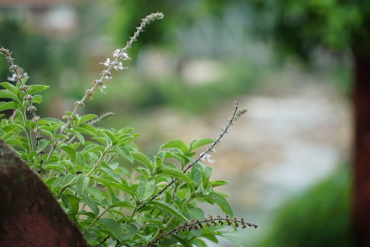 हरिशयनी एकादशी आज, तुलसीको बिरुवा सारिँदै