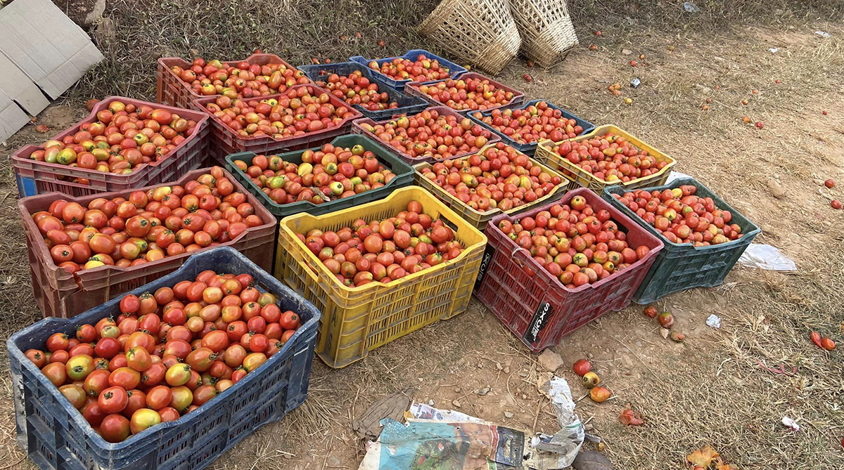 बजार नपाउँदा बारीमै कुहिन थाल्यो गोलभेंडा