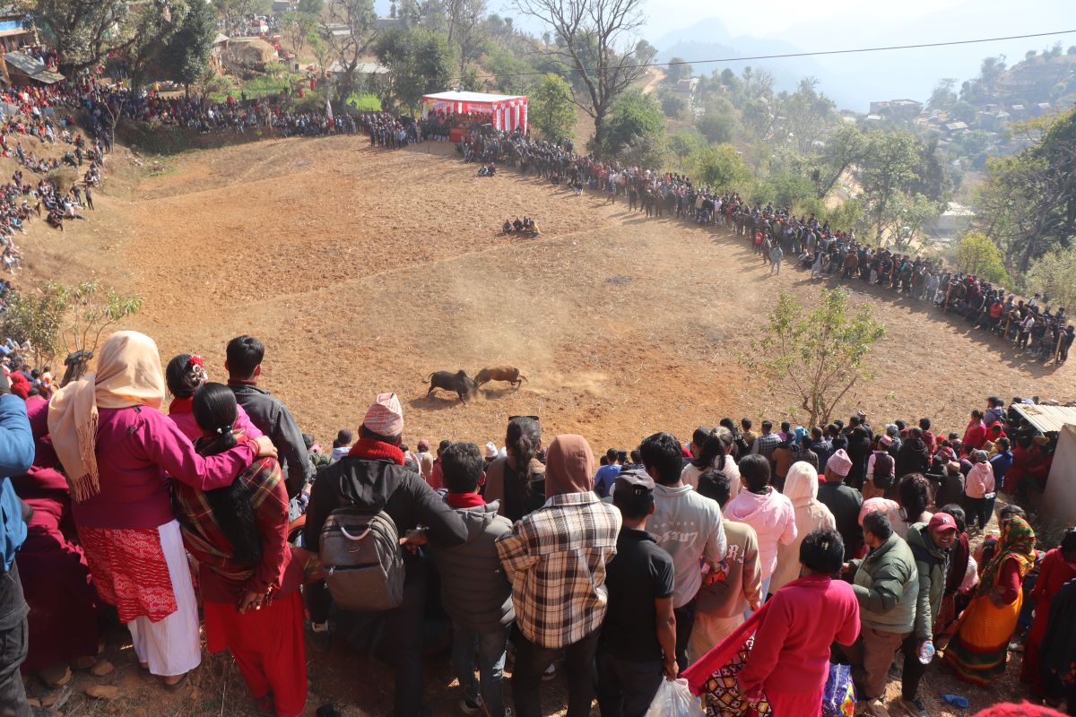 नुवाकोटका विभिन्न स्थानमा गोरु जुधाई गरी मनाइयो माघेसङ्क्रान्ति