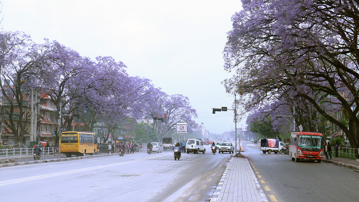 HP_LALITPUR_JAKARANDA1683204600-1714389429.jpg