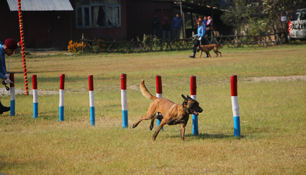 IMG_5232-1699781822.jpg