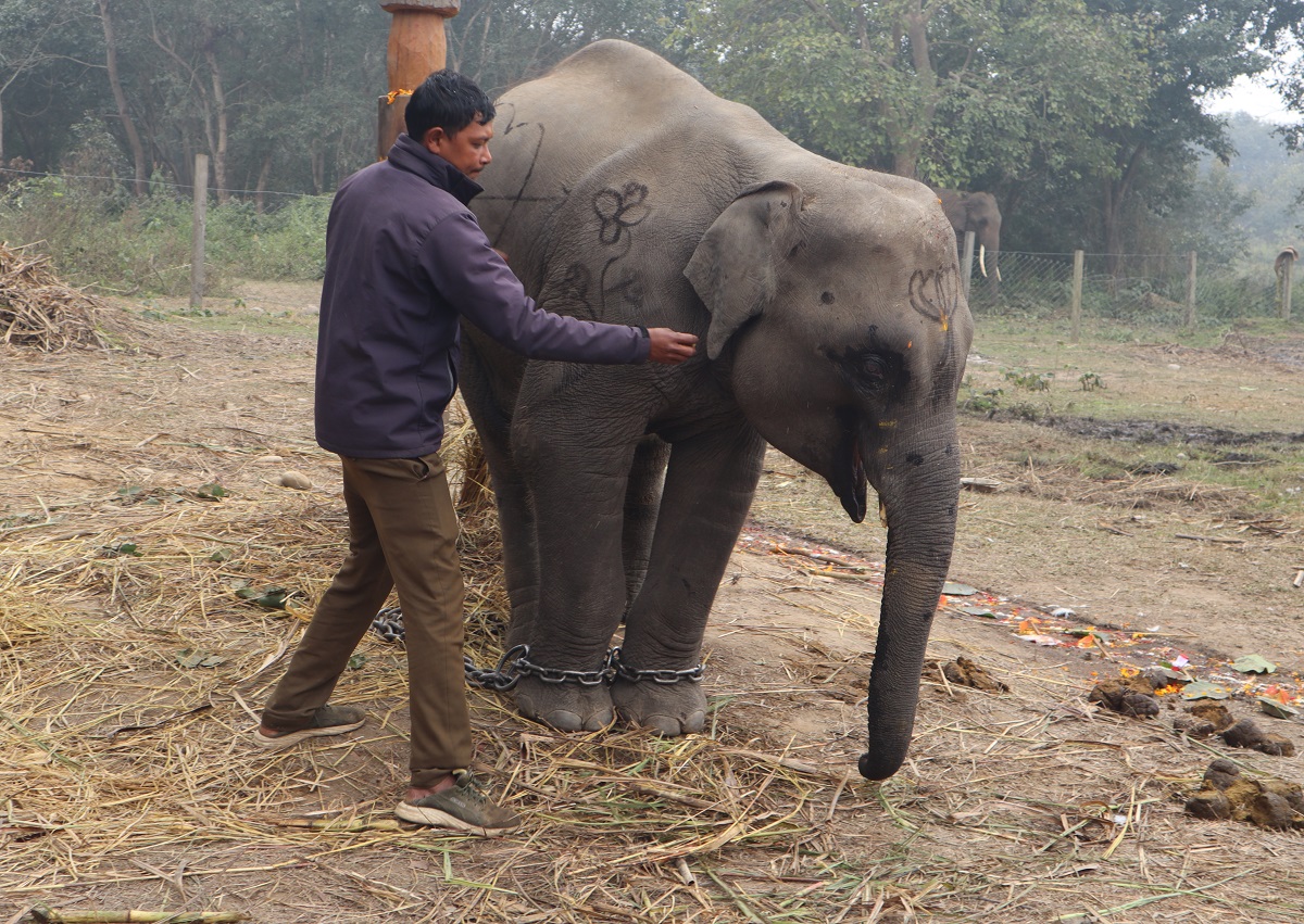 शुक्लाफाँटाको गजराज ‘शेषचन्द्र’ले अब पर्यटक घुमाउने