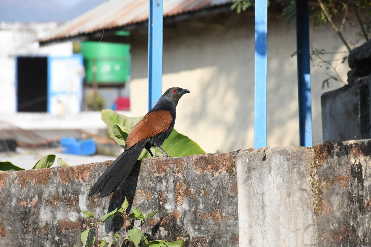 KuldeepNeupane_Dang_RSS_13_20240126_154503(2)-1706350418.JPG