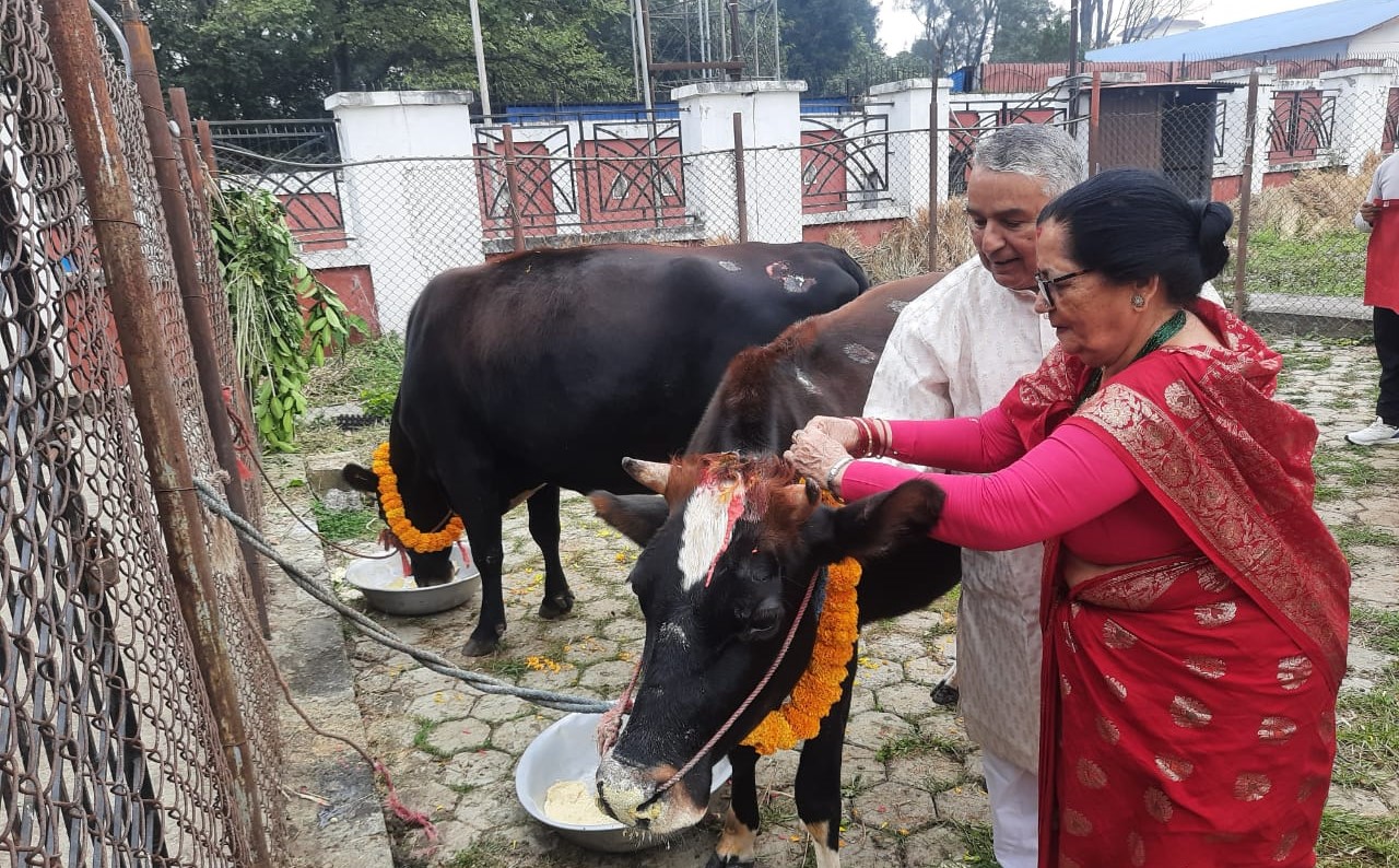 राष्ट्रपति पौडेलले गरे गाईपूजा