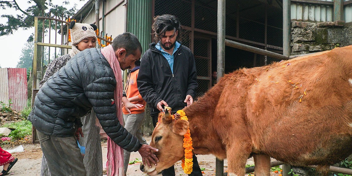 गौशालामा गाईपूजा