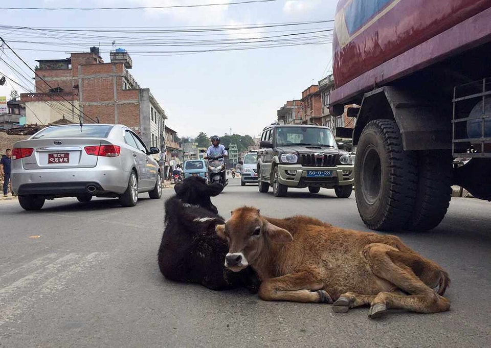 काठमाडौं महानगरले सडकमा भेटिने गाईबाच्छा काञ्जी हाउसमा राख्ने