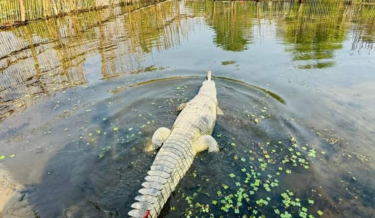 राप्ती नदीमा २० वटा दुर्लभ घडियाल गोही छाडियो