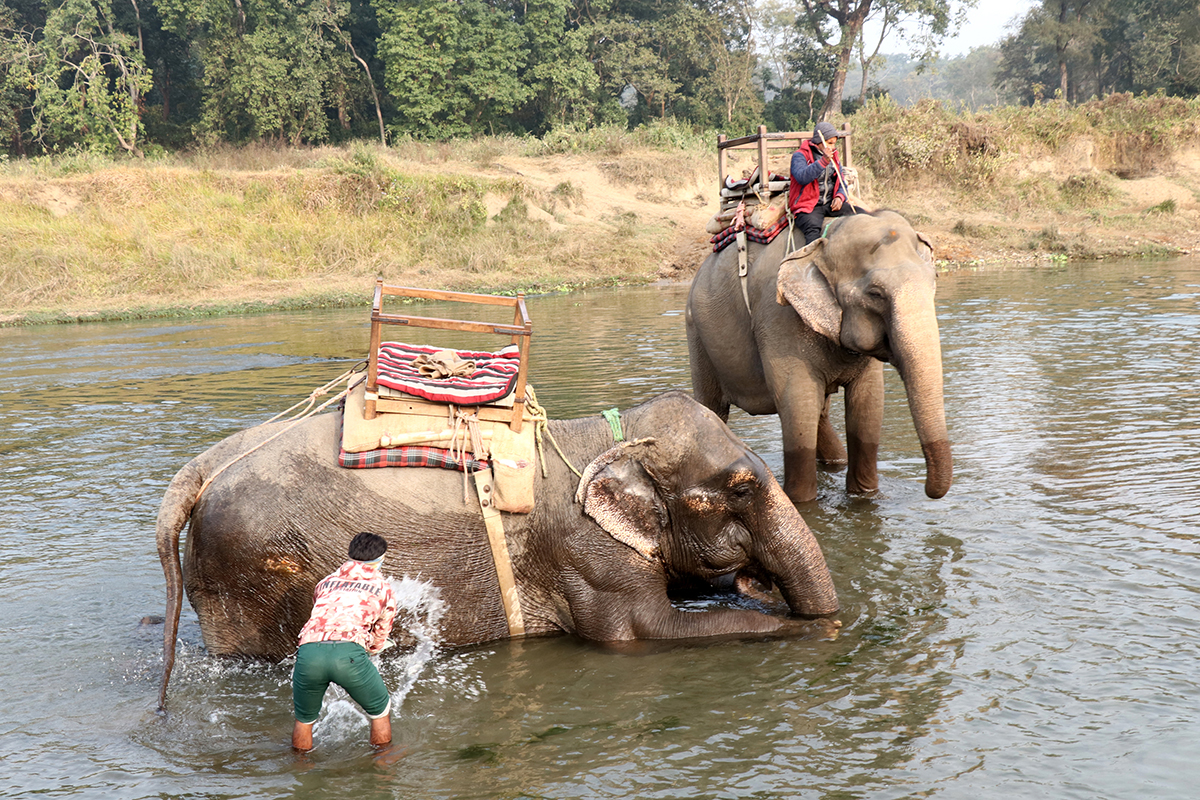 Pro_Chitwan_Bagmara_Hatti_Safaris(3)-1705821809.jpg
