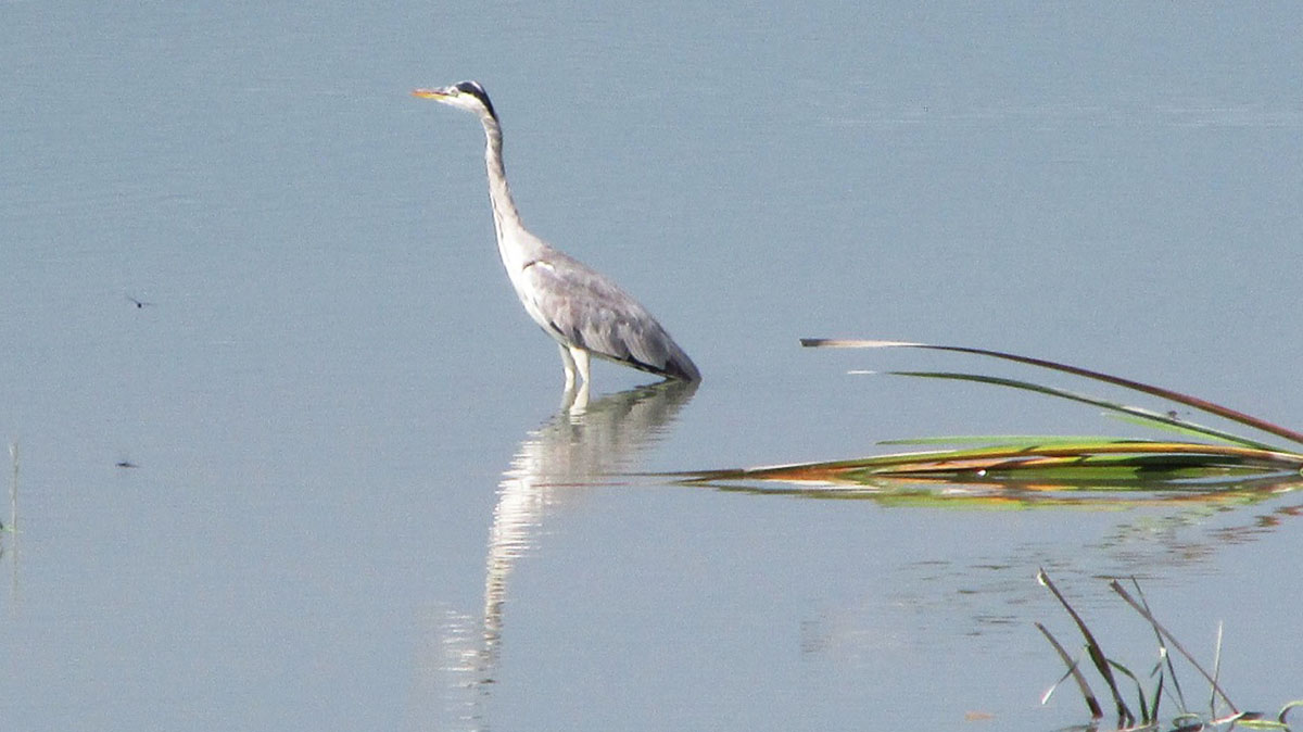 महाकाली नदीमा फुस्रे बकुल्ला
