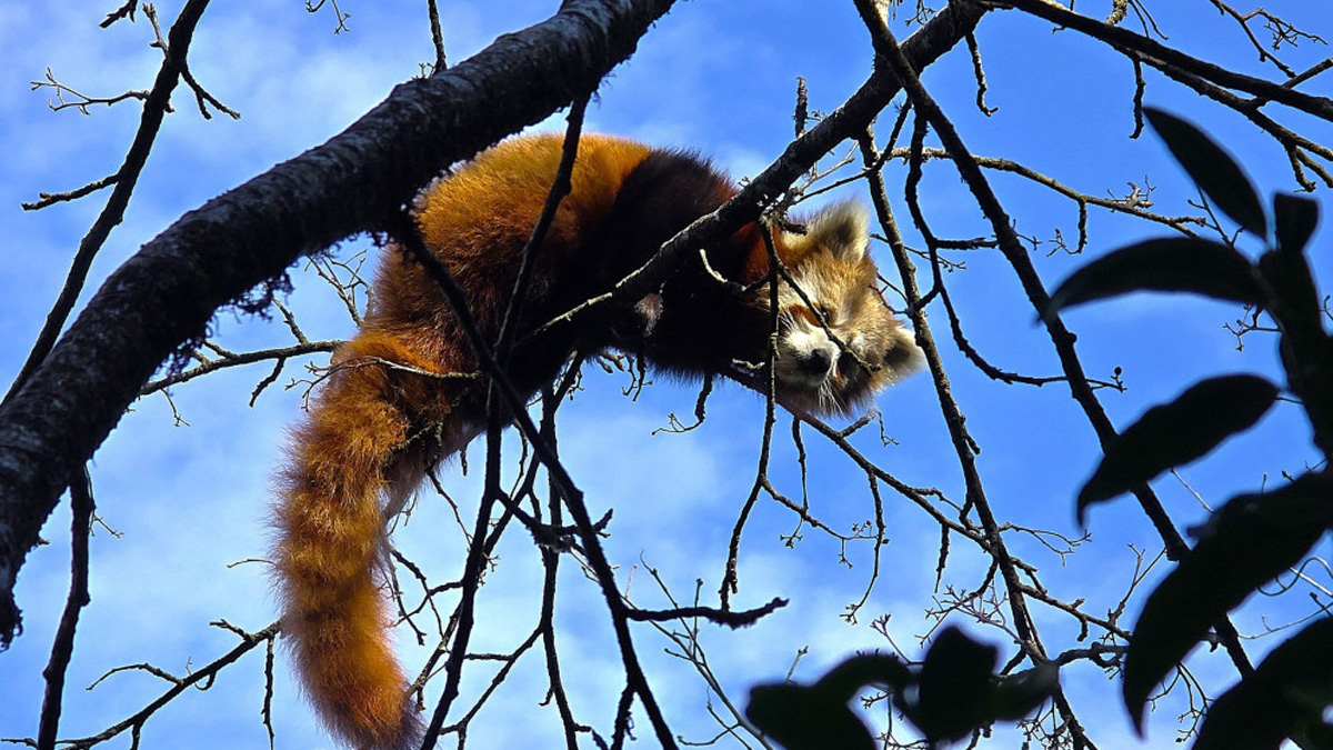 खोटाङमा भेटियो दुर्लभ रेडपाण्डा