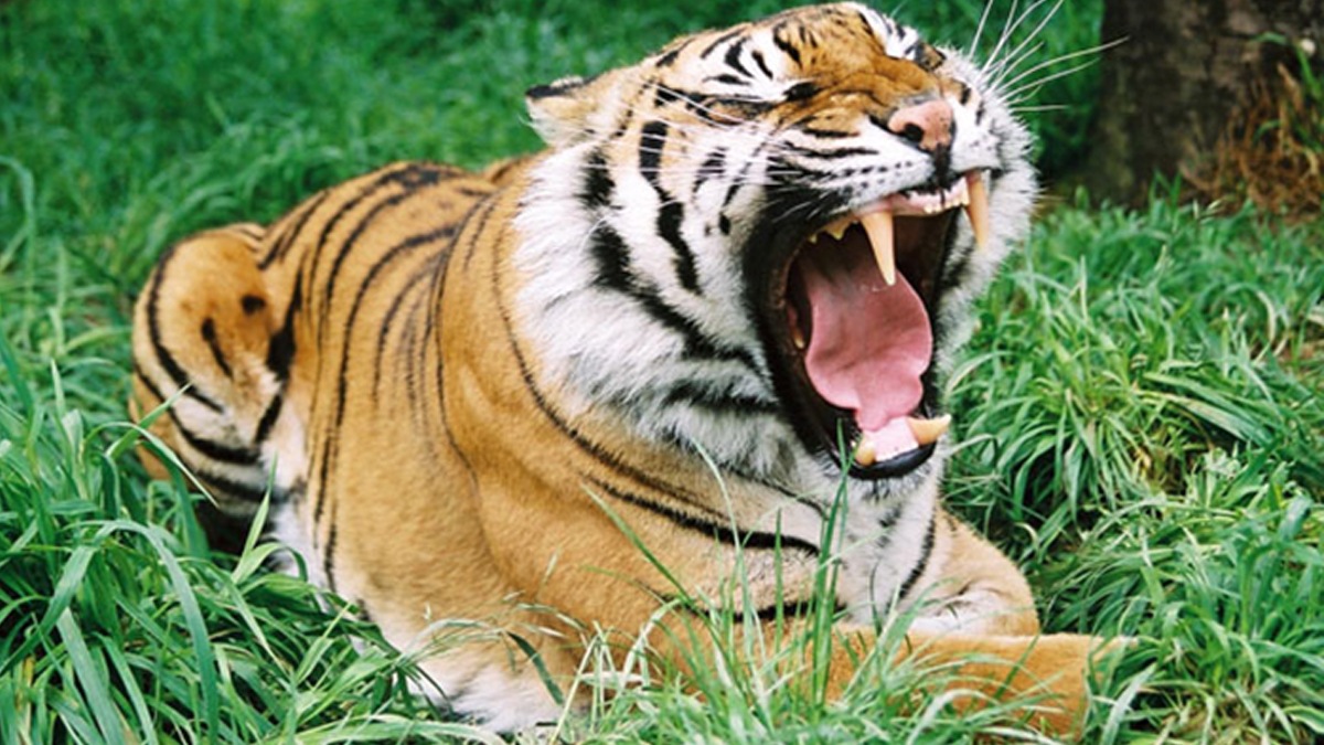 प्रकृति संरक्षणमा सेना: बाघ र गैंडाको सङ्ख्या दोब्बर