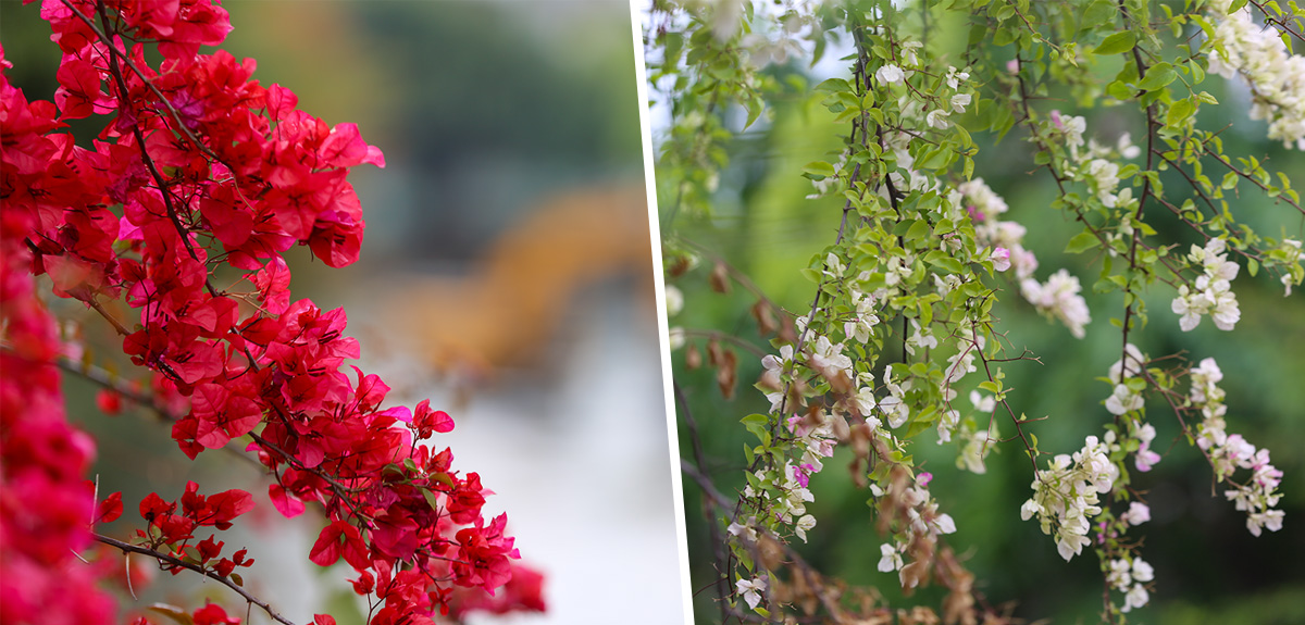 फुलले रंगीचंगी बनेको बागमती किनार [फोटो फिचर]