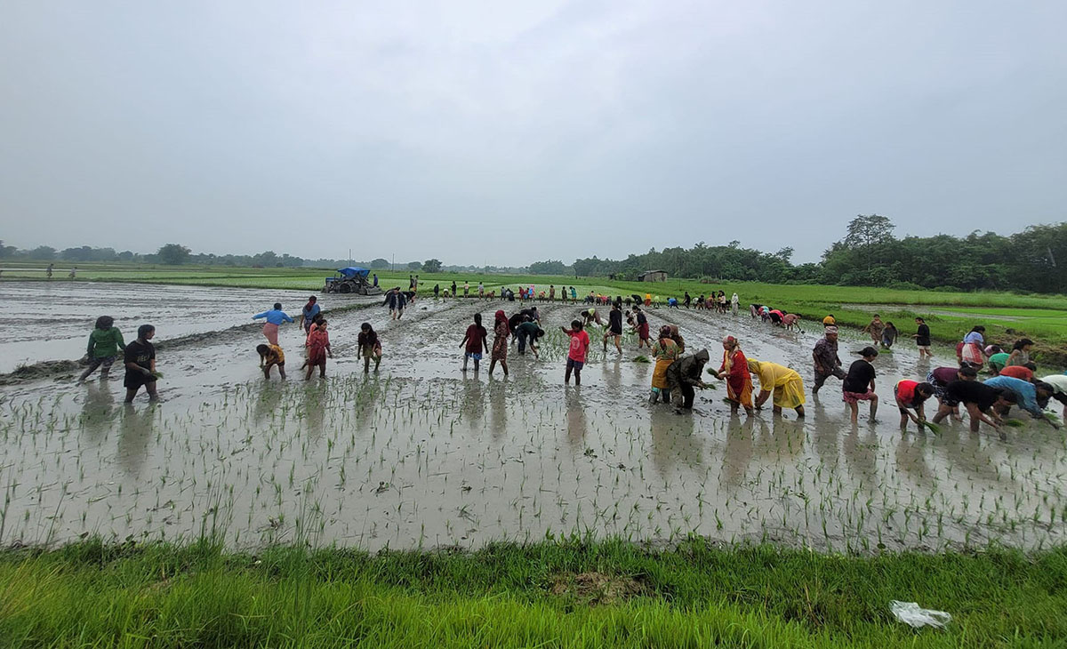 धान दिवसमा राेपाइँकाे राैनक (तस्बिरहरू)