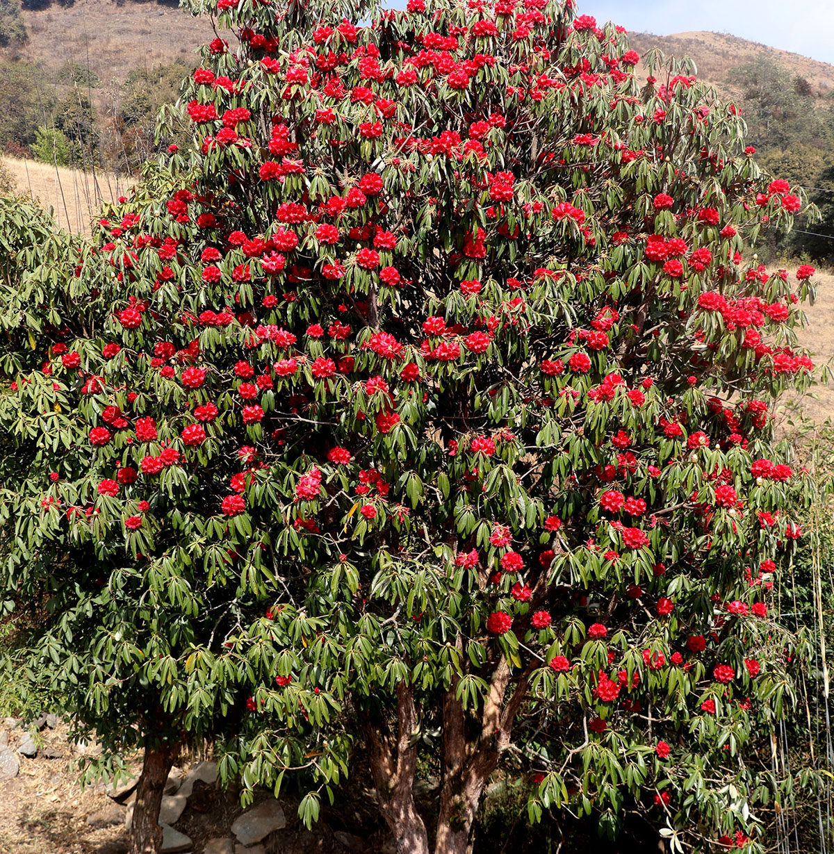 YubrajBista_Bhojpur_RSS_29_IMG_6994-1710409004.JPG