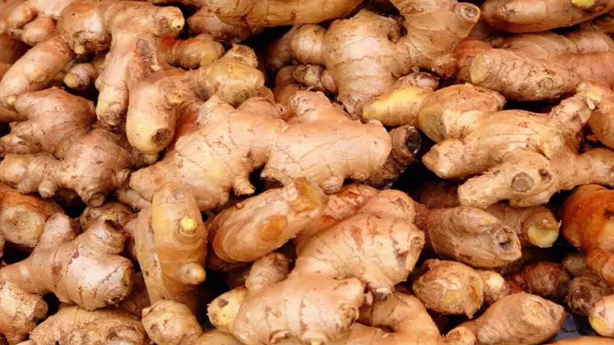 उदयपुरका किसान भन्छन्– अदुवा उत्पादन बढ्यो तर मूल्य पाइएन