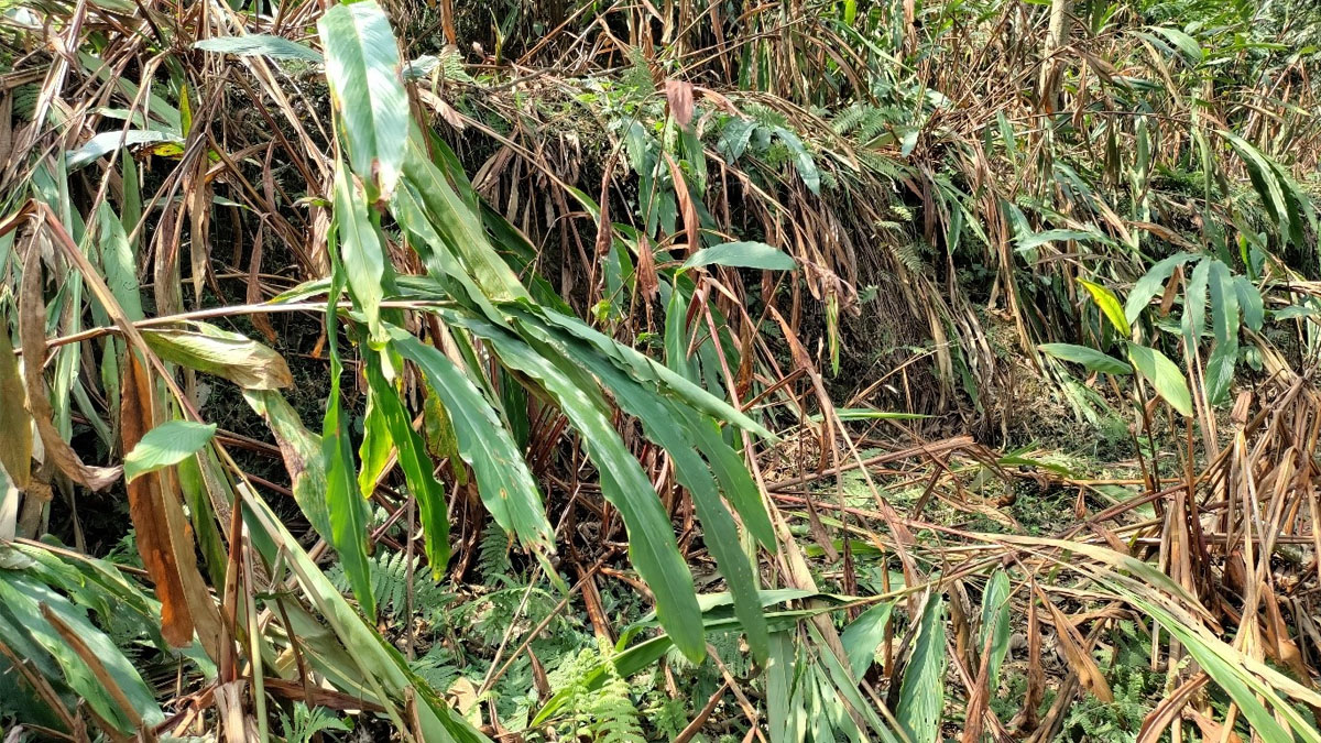 पानी नपर्दा ताप्लेजुङमा अलैँचीका बोट सुक्न थाले