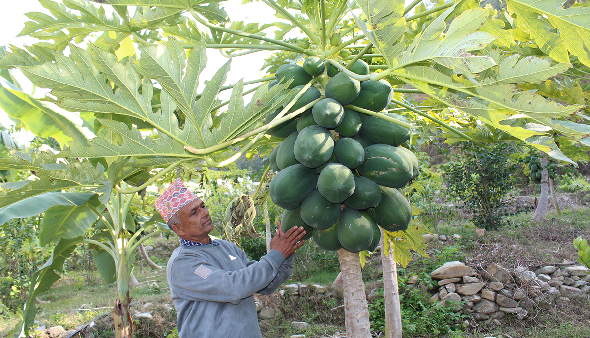 मेवा बेचेर मासिक डेढ लाख आम्दानी गर्दै ‘अनार बाजे’