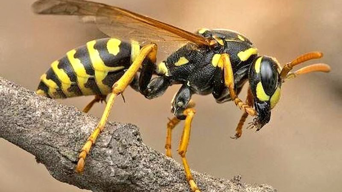 अरिंगालले चिलेर एक जनाको मृत्यु