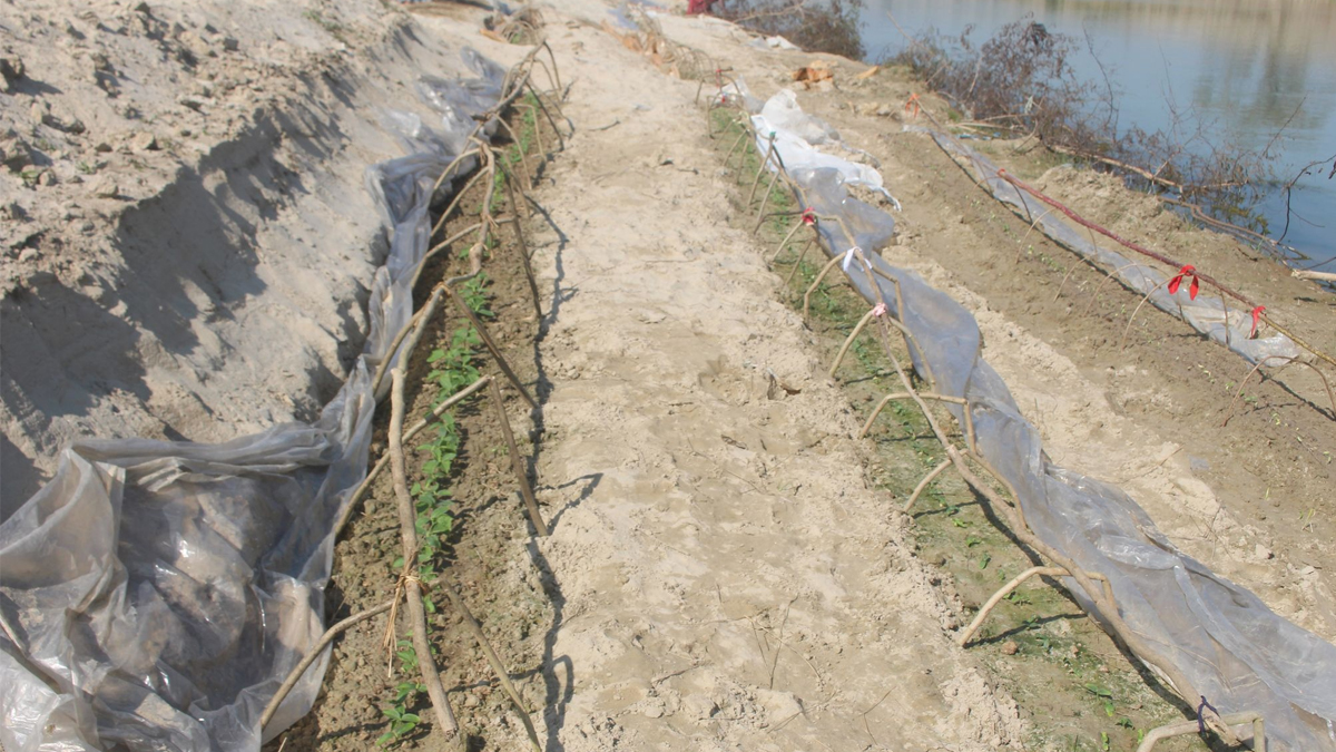 बगर खेतीमा रमाउँदै कैलालीका किसान