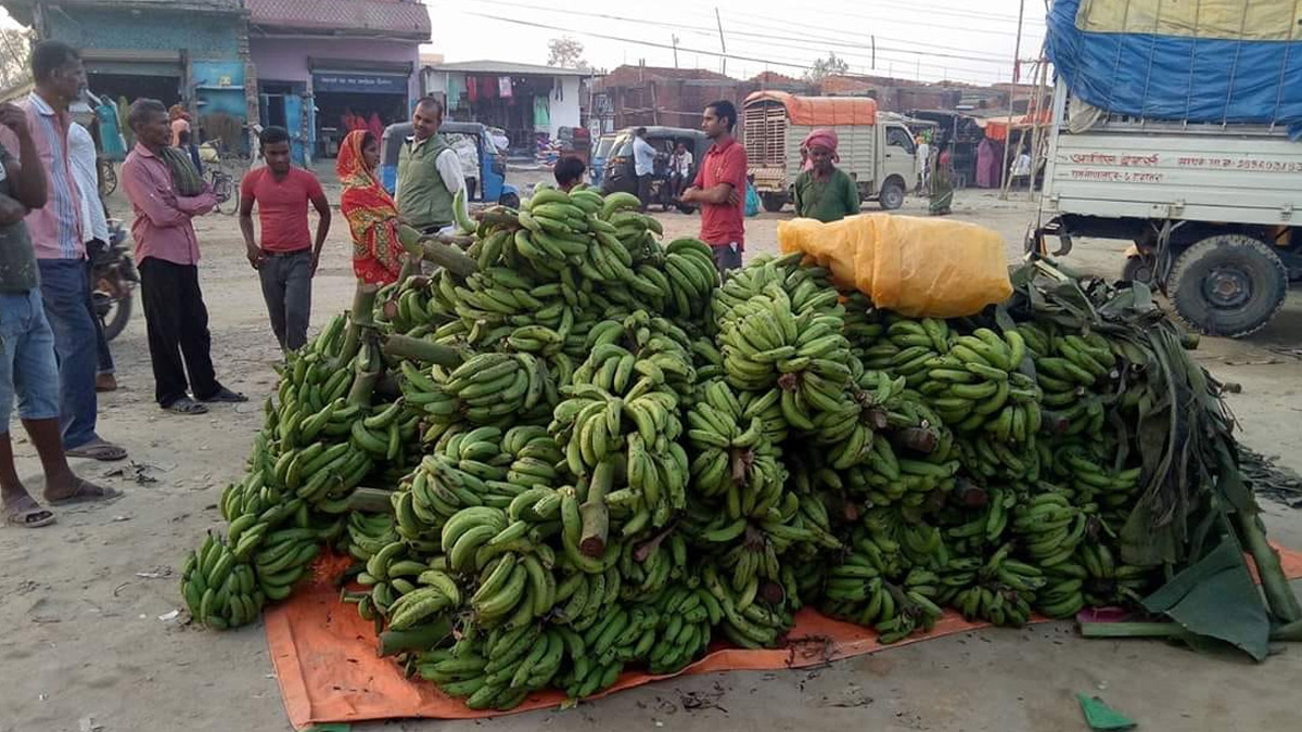 जमुनाह नाकाबाट दुई महिनामा १० करोड बराबरको केरा आयात