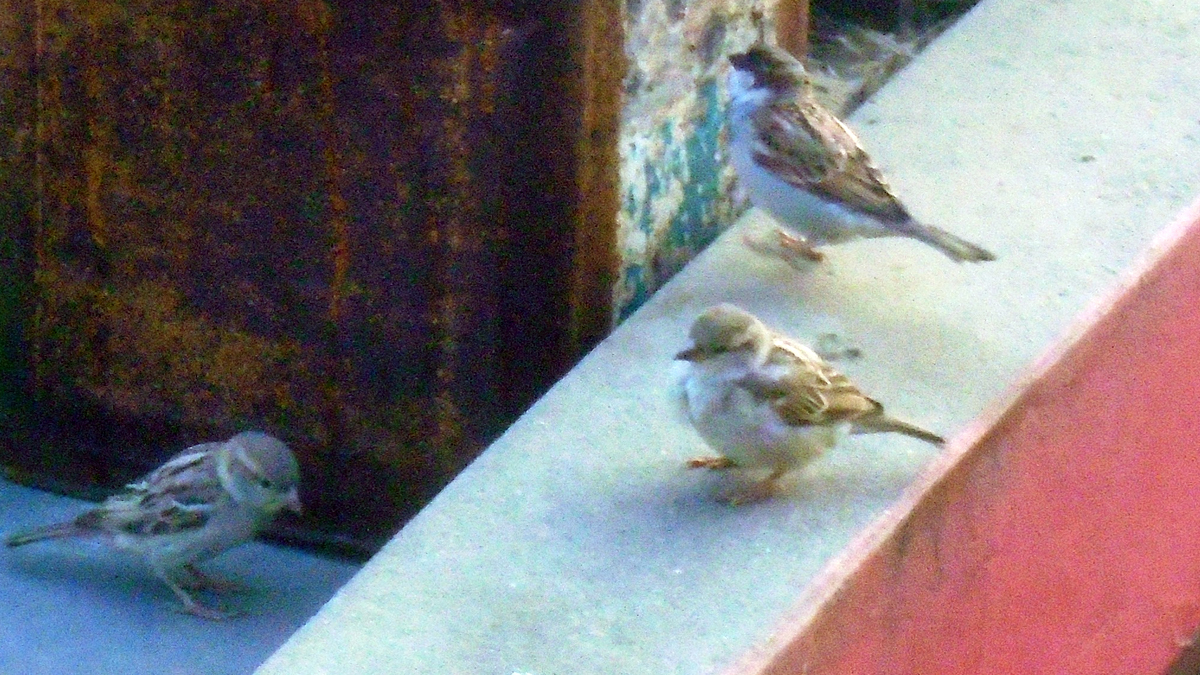 कता हराए चिरबिर गर्ने भँगेरा? 
