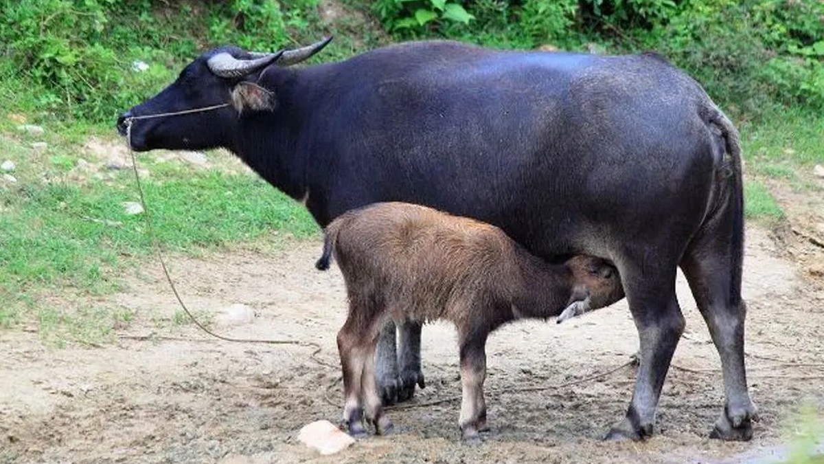 नलगाडमा सुत्केरी भैँसीलाई भत्ता