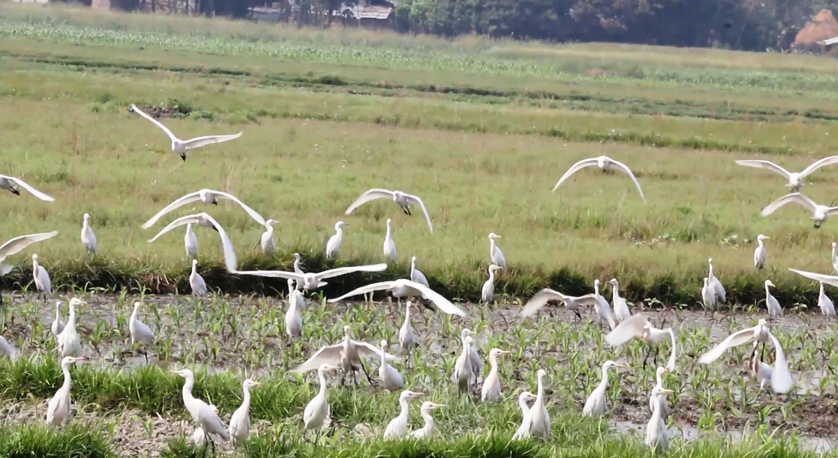 कोशीटप्पु वन्यजन्तु आरक्ष क्षेत्रमा विभिन्न मुलुकबाट चरा आउने क्रम सुरु