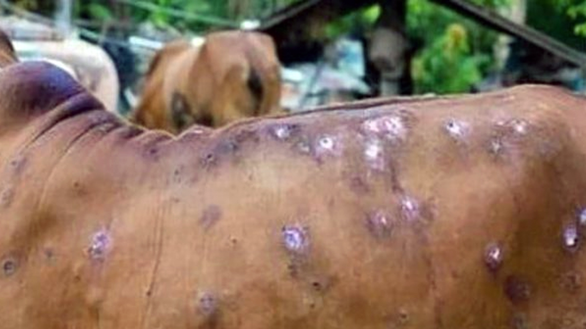 सिन्धुलीका पशु चौपायामा कार्पस भाइरसको सङ्क्रमण