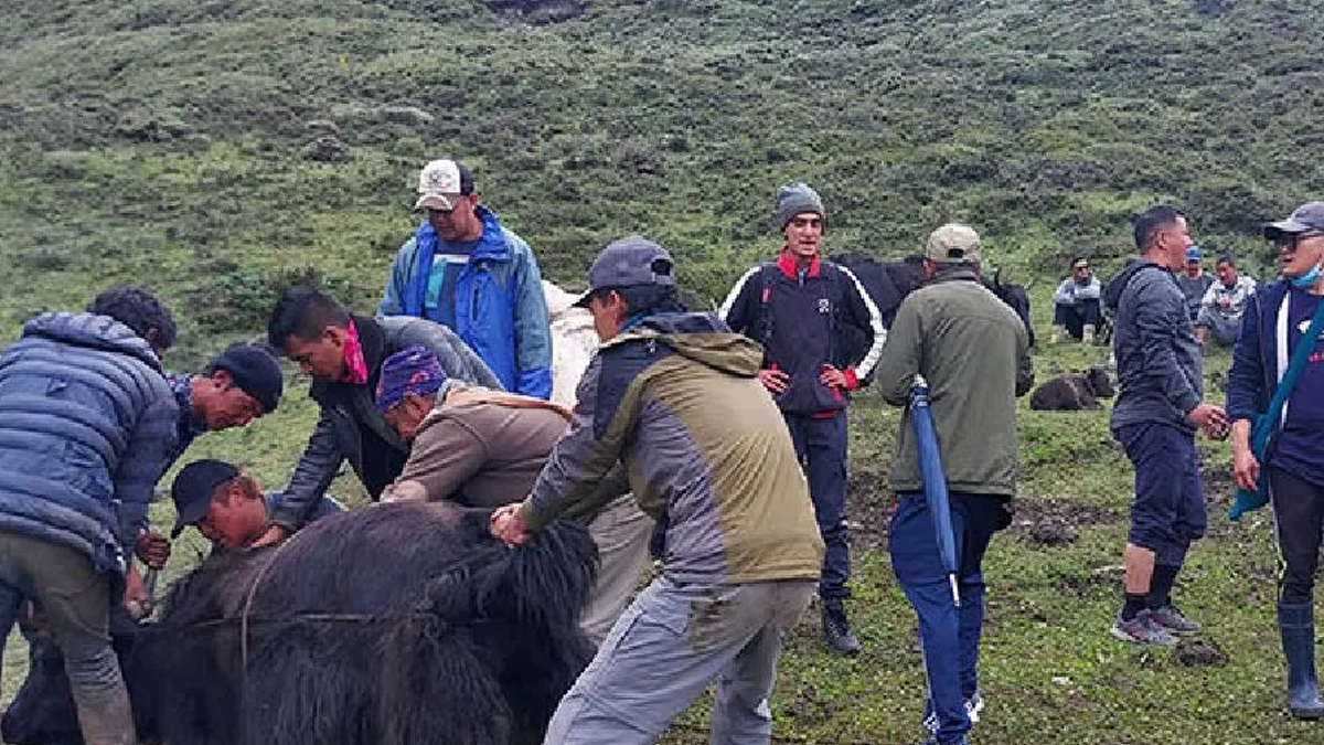 मुस्ताङमा चौंरीको आलो रगत पिउनेको भिड