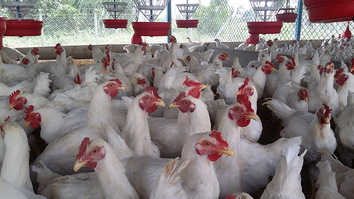 अवैध आयात रोक्न पोल्ट्री व्यवसायीको माग