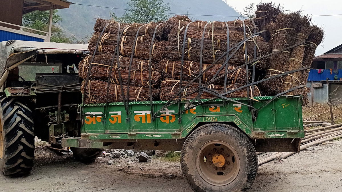 चिराइतोको माग बढ्दो, उत्पादन घट्दो