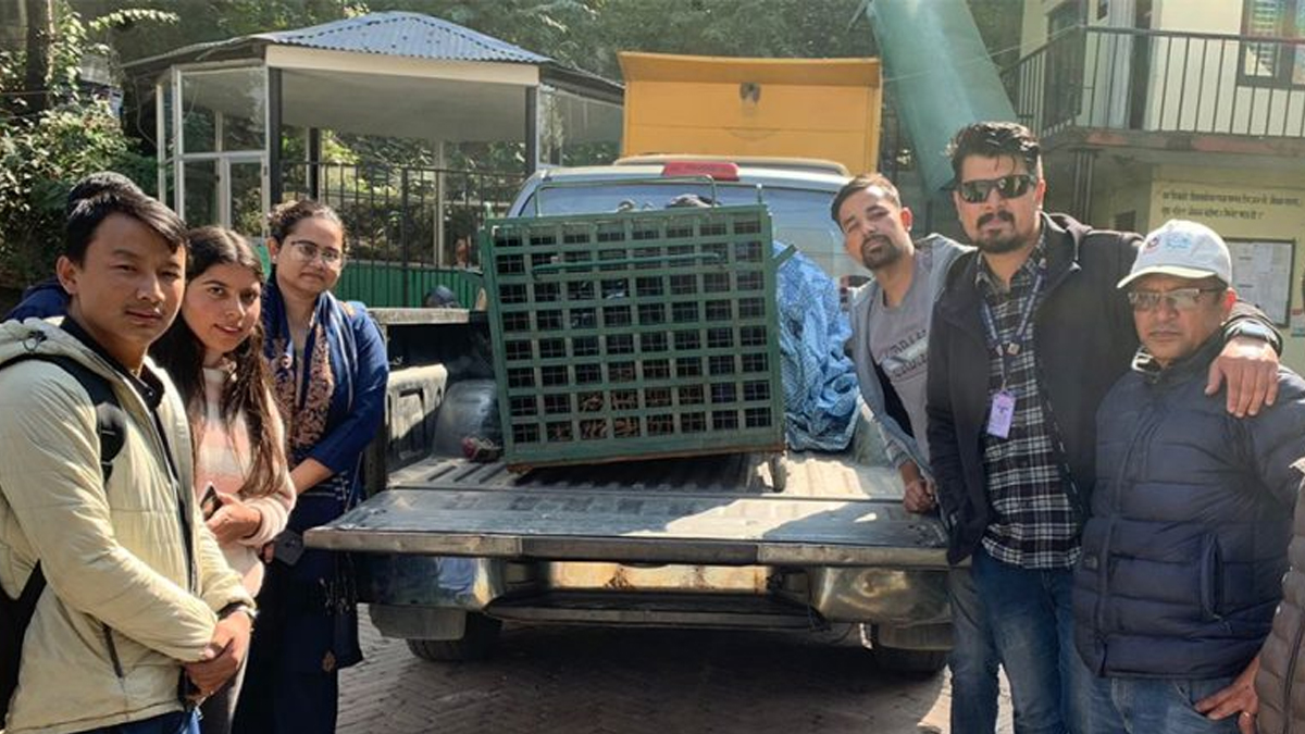 कौशलटारमा दुई जनालाई घाइते बनाउने चितुवा नियन्त्रणमा लिइयो