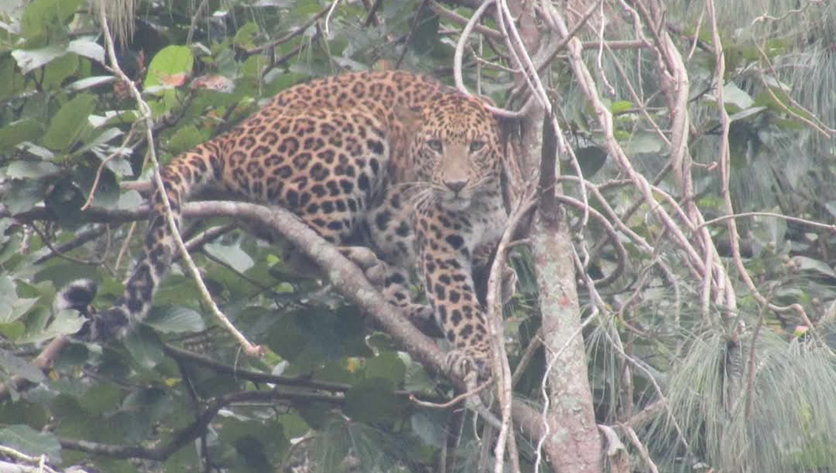 आँबुखैरेनीमा चितुवाको त्रास